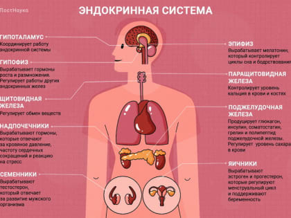 С 20 по 26 мая — Неделя профилактики заболеваний эндокринной системы