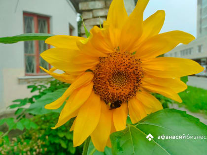 Теплая погода в Твери на сентябрь