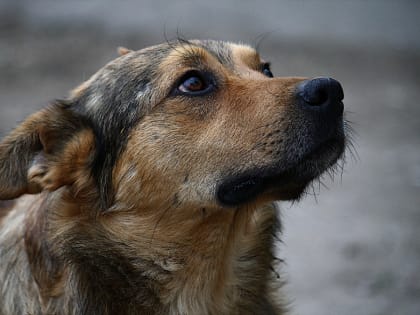 ВНИМАНИЕ!  ОТЛОВ СОБАК БЕЗ ВЛАДЕЛЬЦЕВ