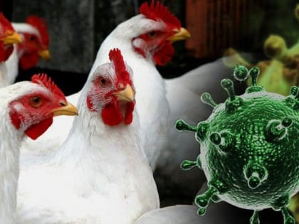 О эпизоотической ситуации по гриппу птиц