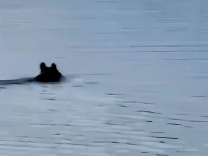 Под Конаково в Тверской области в реке купался медведь