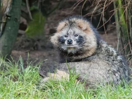 Опасный вирус обнаружен в Белом