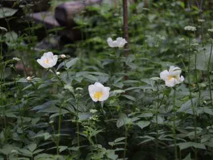 В тверском Ботаническом саду цветет пион, помогающий в лечении различных болезней