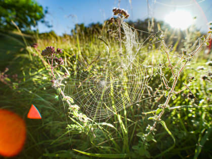 Снижение числа укусов клещей в Твери