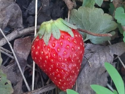 Это самая вредная и опасная ягода: а мы едим ее как лакомство, еще и детям даем