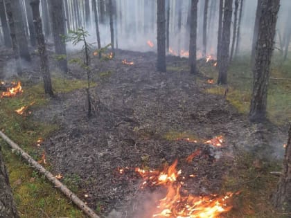 МЧС предупредило о высокой пожароопасности и заморозках в Прикамье