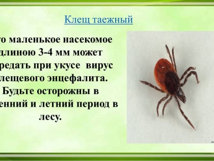 Как охотится клещ и чем опасен, кроме энцефалита? Рассказывает эксперт Пермского Политеха