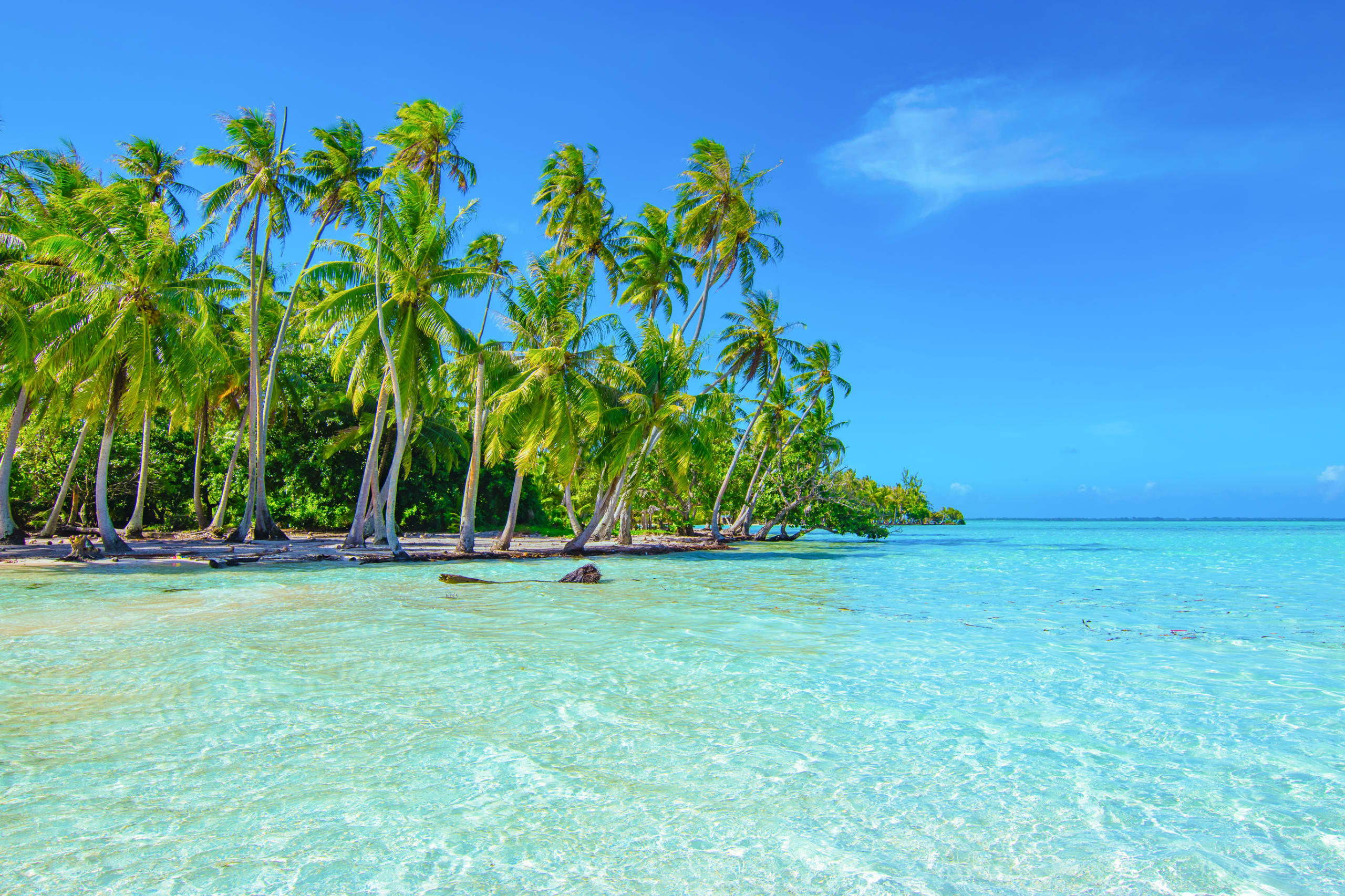 Beautiful landscape with palm trees on the beach of atoll, Tahaa, Raiatea. Leeward Islands, Society Islands in French Polynesia, Turquoise blue, crystal clear and shallow water.