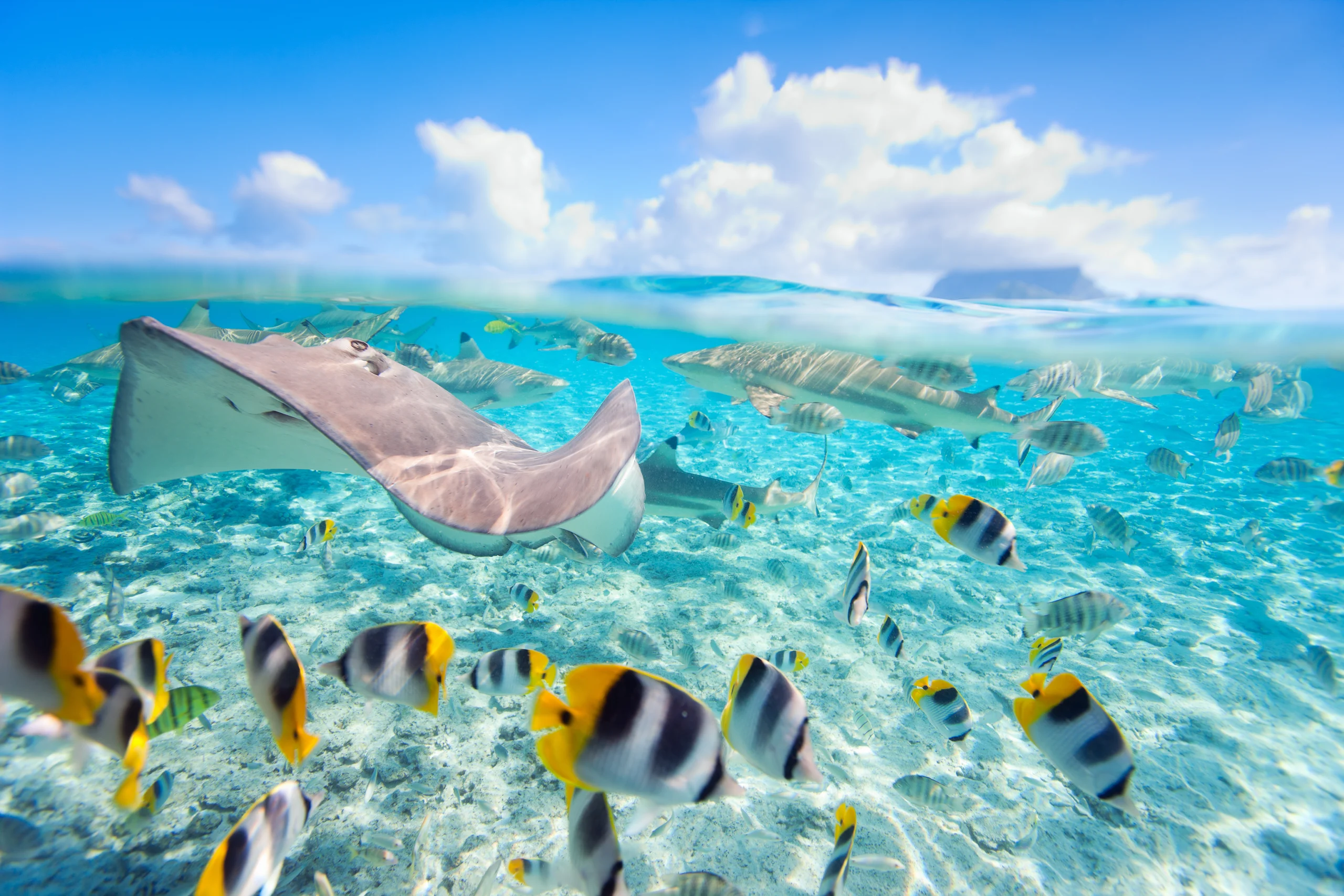 Bora Bora underwater. Colorful fish, stingray and black tipped sharks underwater in Bora Bora lagoon
