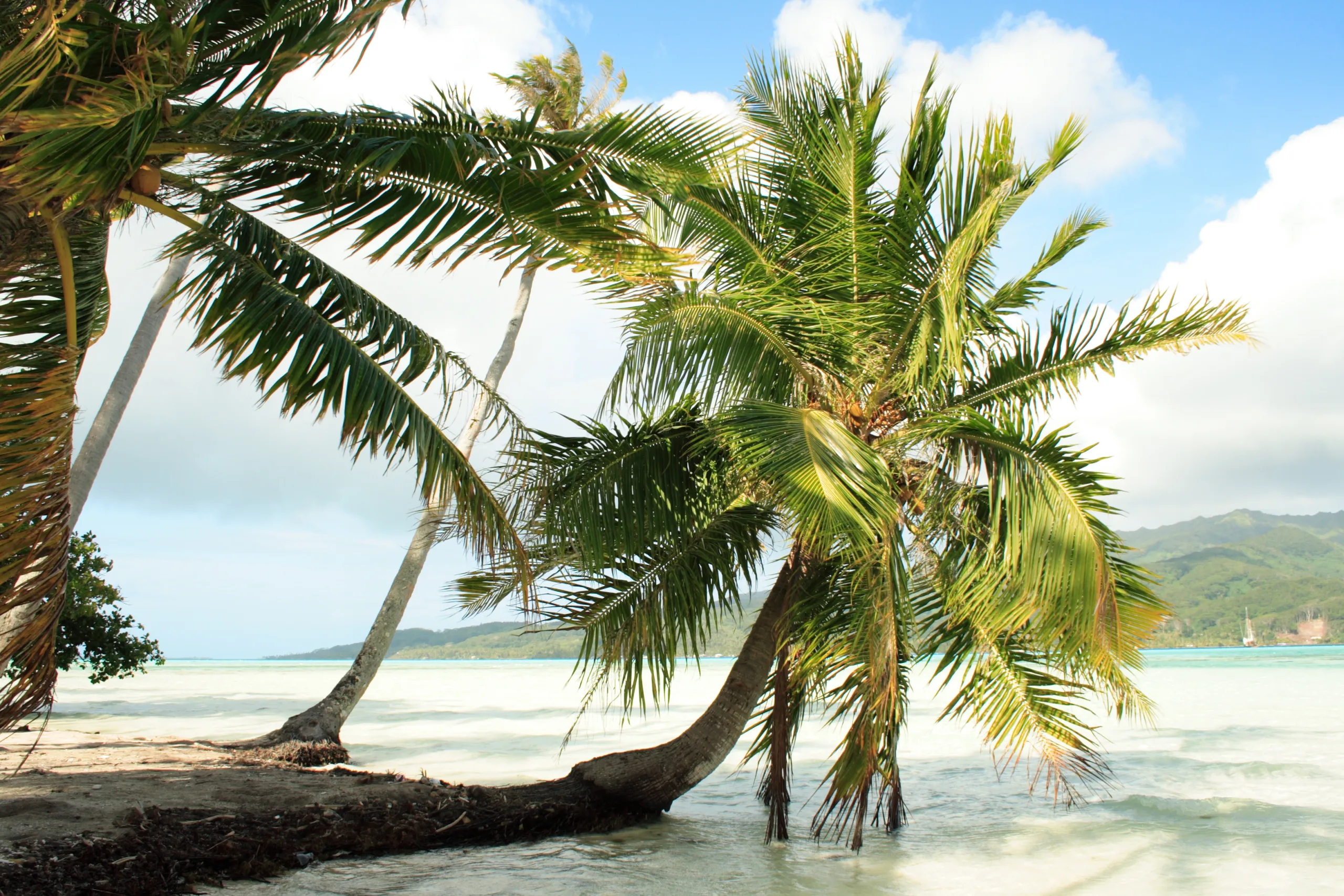 Tahaa Island (next to Bora Bora) - Society Islands - French Polynesia - Southern Pacific
