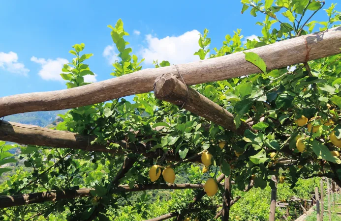An image of Lemon Groves of Amalfi