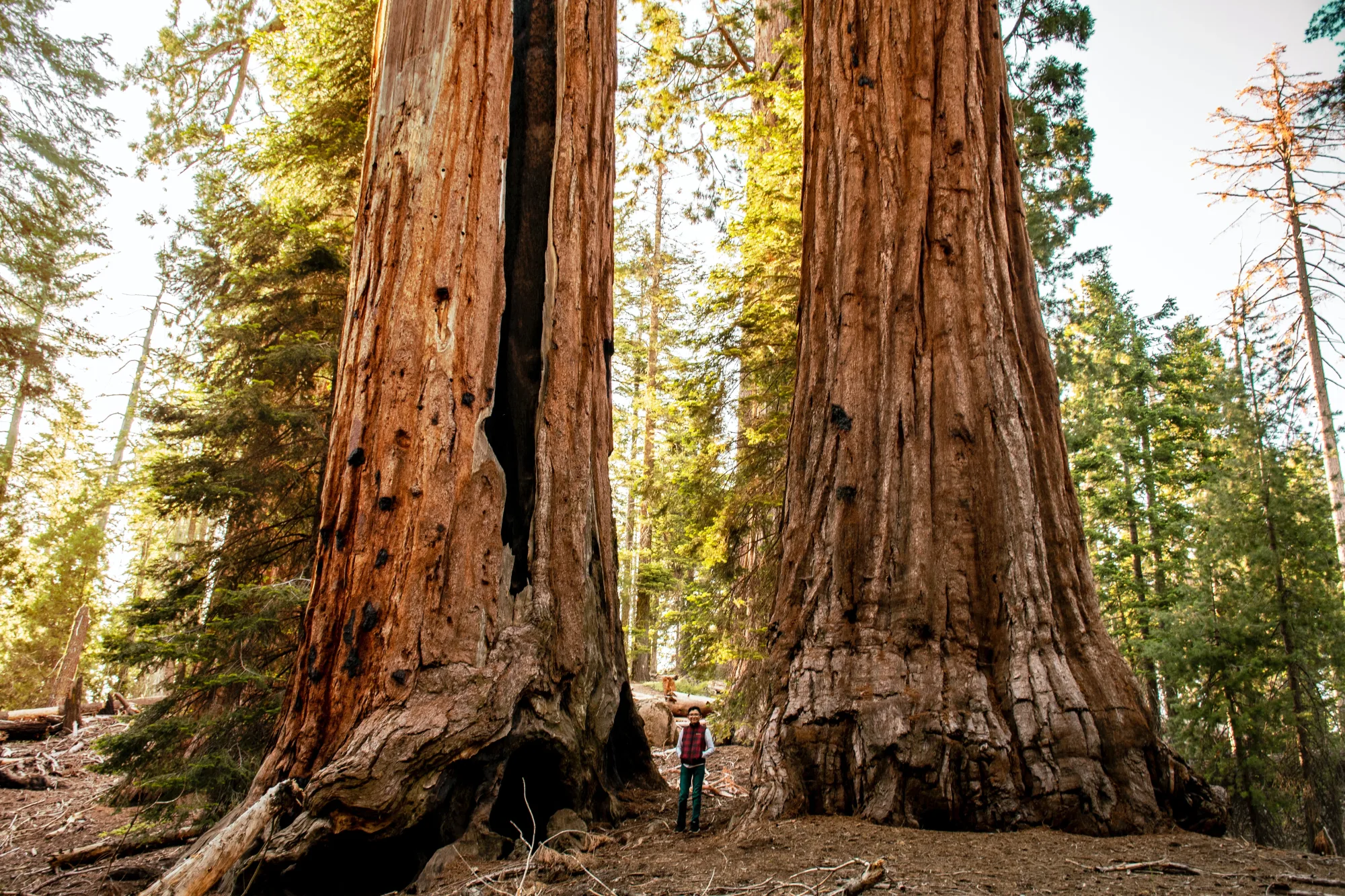 Person standing in the forest between 2 giant Sequoia trees