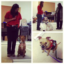 Using the CGC as a Measuring Stick