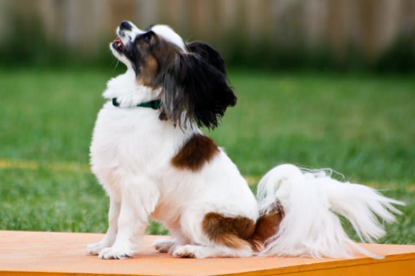 Heidi agility