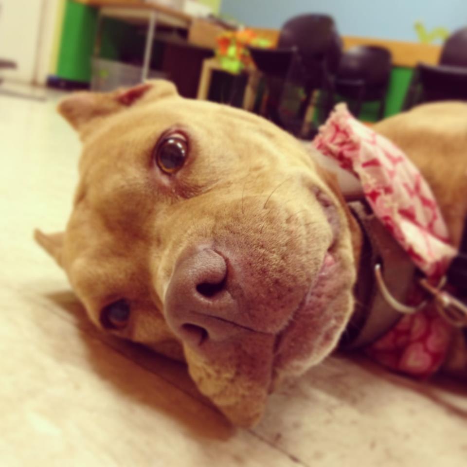 Latte Love Dogs Out Loud