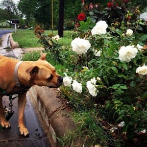 Sally flowers