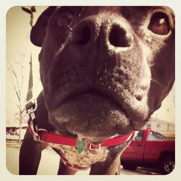 Kermit Dogs Out Loud