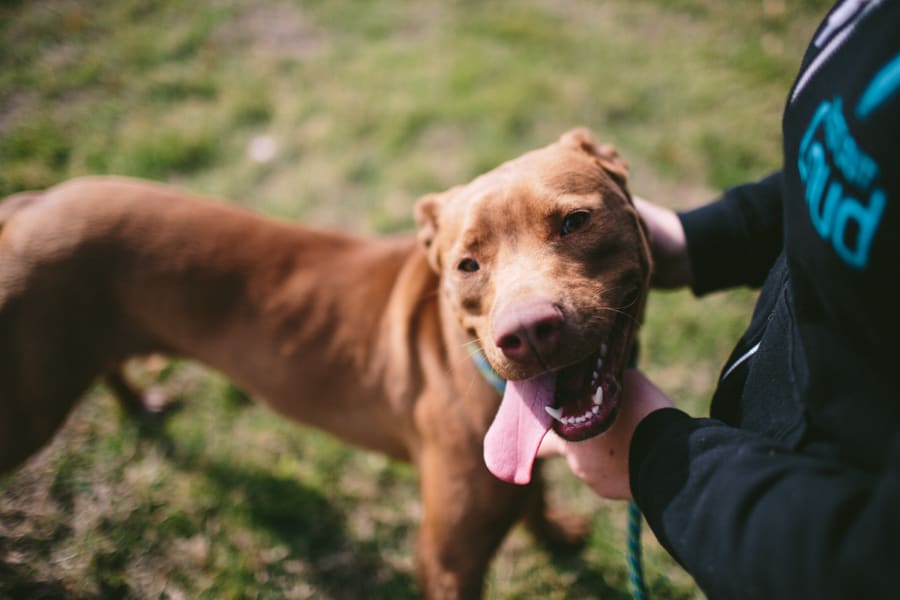 Unleashing Confidence: Nose Work Skills for Shy Dogs