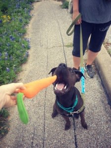 tommy carrot