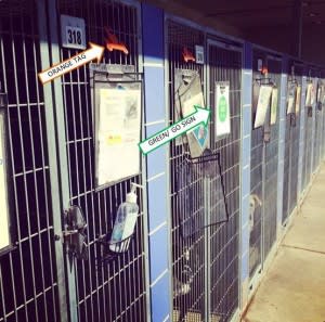 Public Dog Walking at Austin Animal Center Made Simple! - Dogs Out Loud Public Dog Walking at Austin Animal Center Made Simple! - Dogs Out Loud