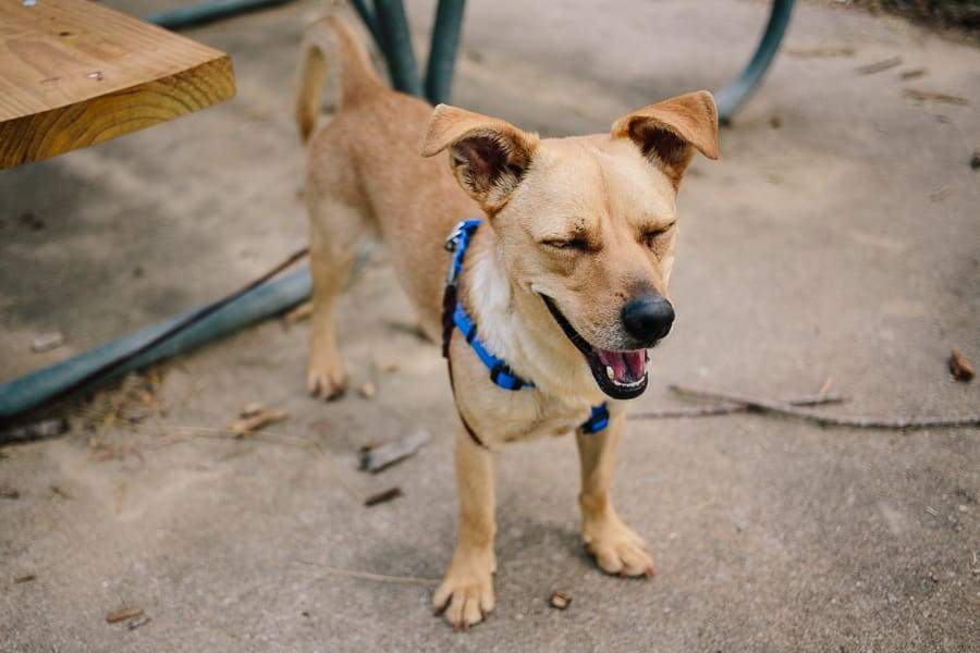 Scrappy Dogs Out Loud