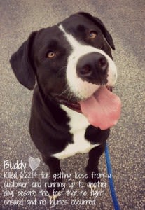 buddy rip