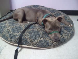 Champ taking a nap while his volunteer cleans the kitchen
