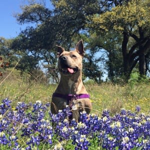 Della_Bluebonnets