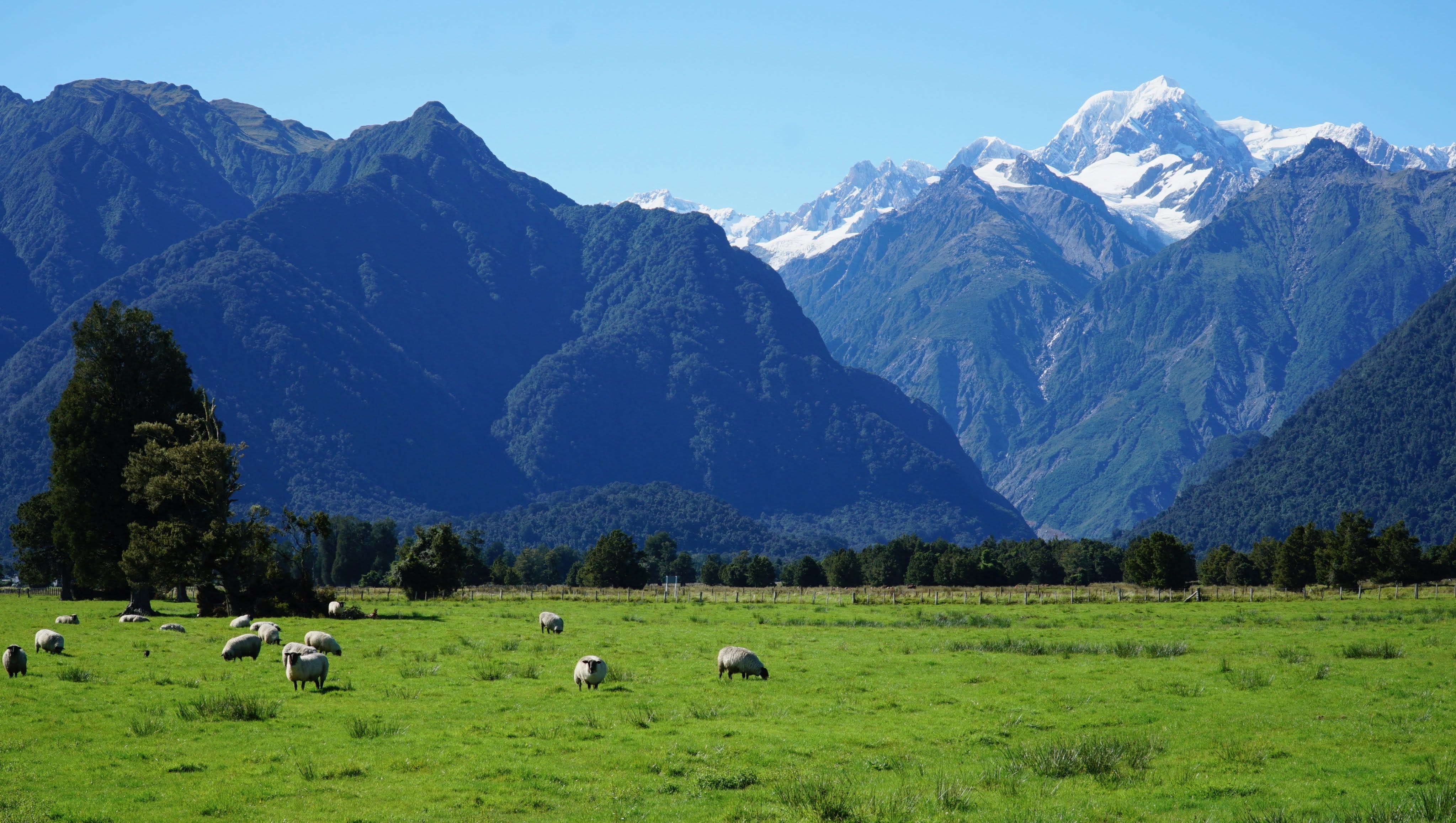 new-zealand photo 61618629-26ab-58e7-b986-430415a9cfff