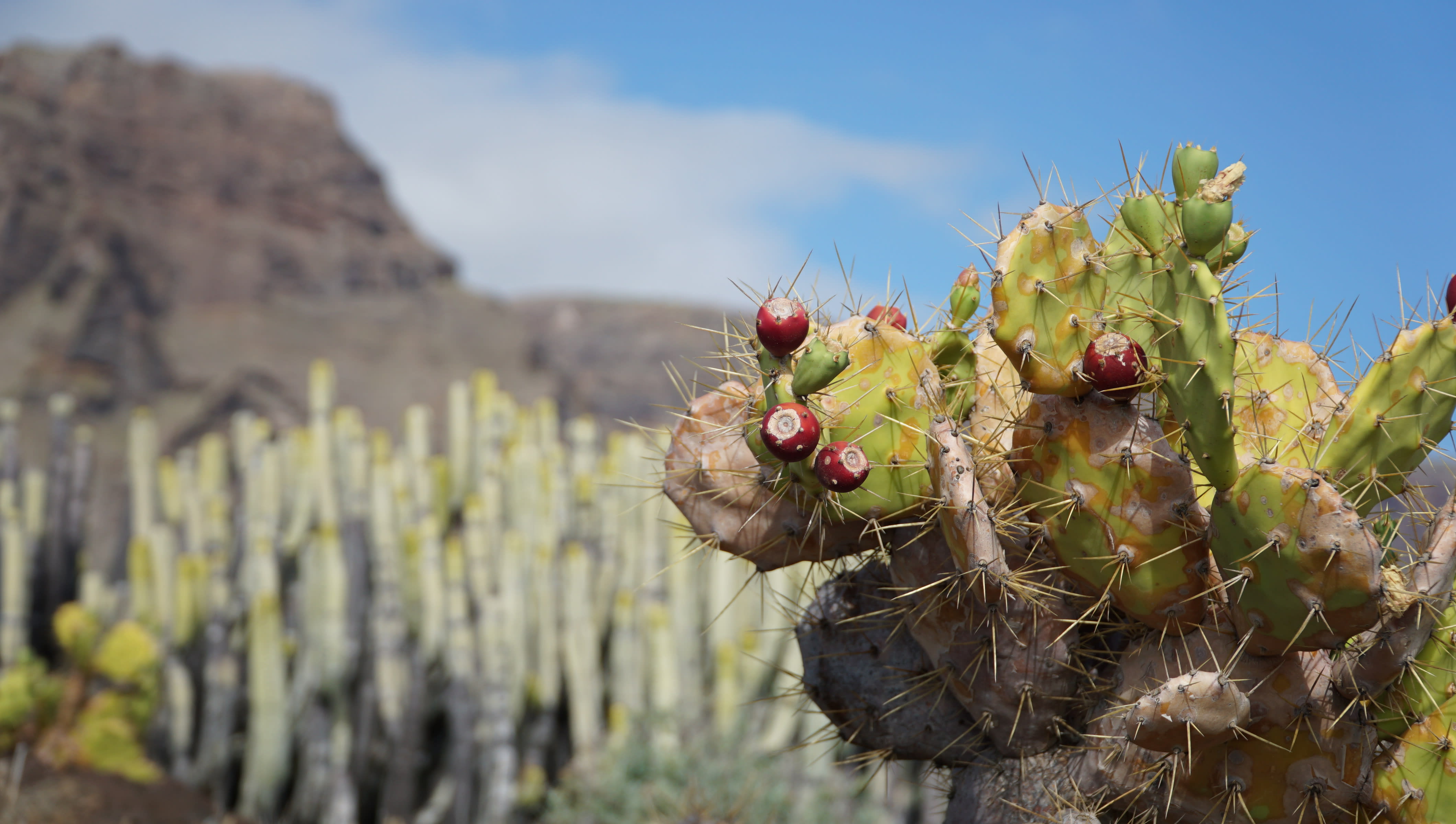 tenerife photo e0f07362-79ed-57f3-90eb-eb53c5fac5cb