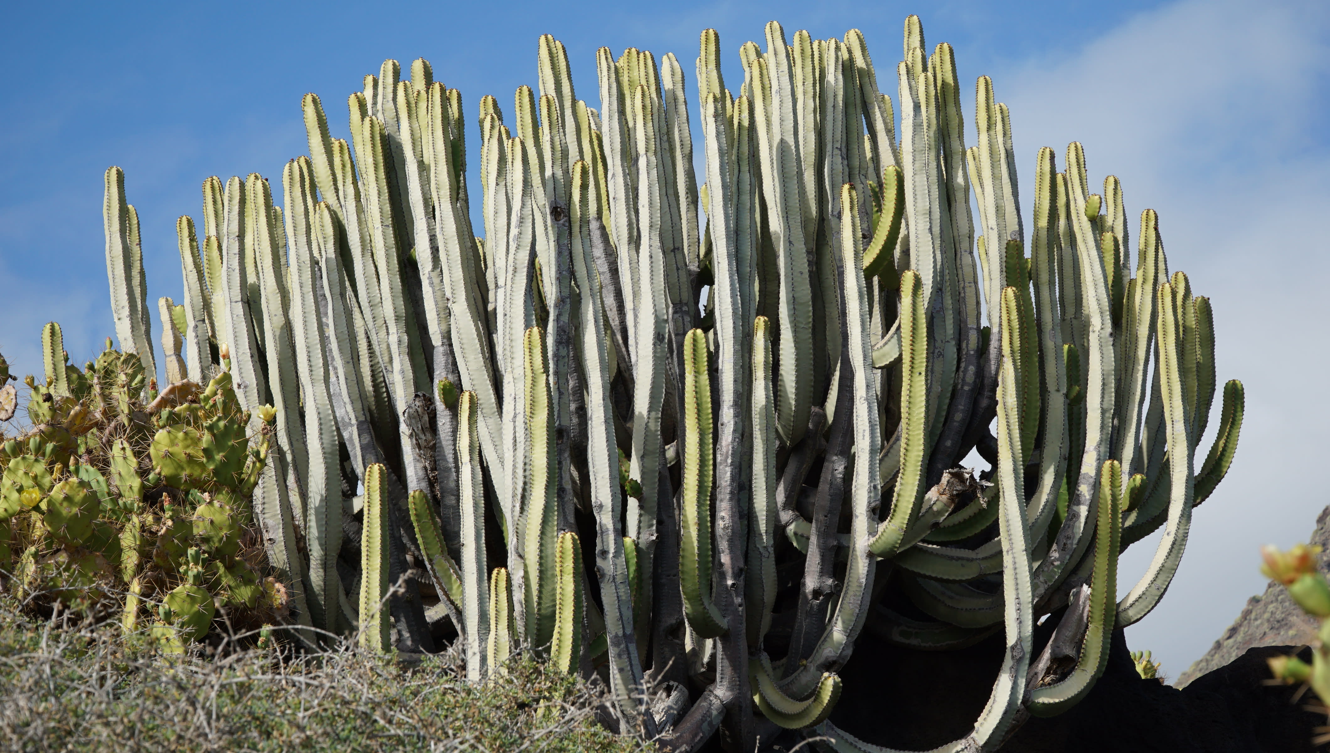 tenerife photo 95bb09fd-30e1-5cda-aeb4-4a4fc4ed3a02