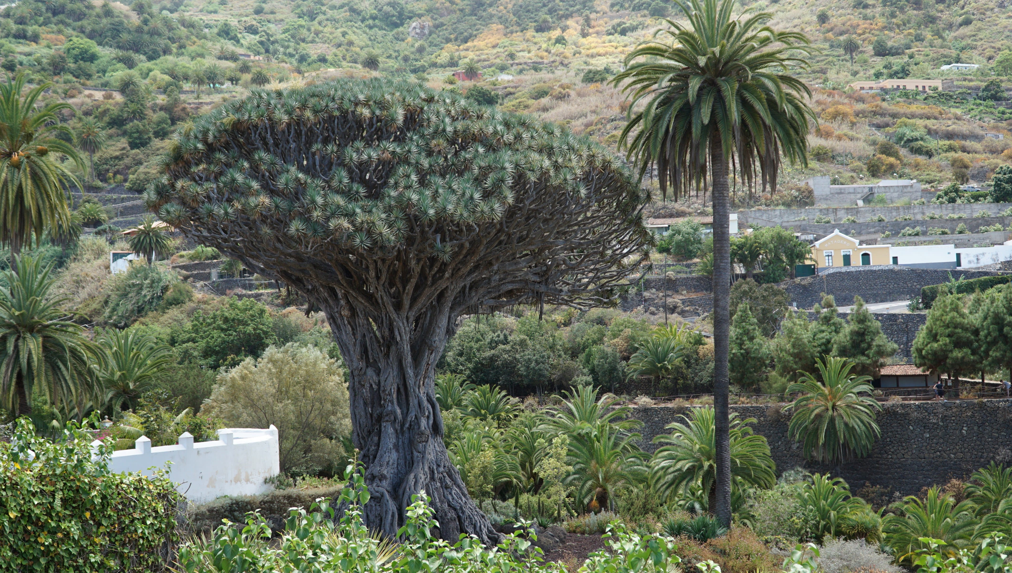 tenerife photo 99f32cd6-ea46-5928-96ab-0f9b59eccfa4