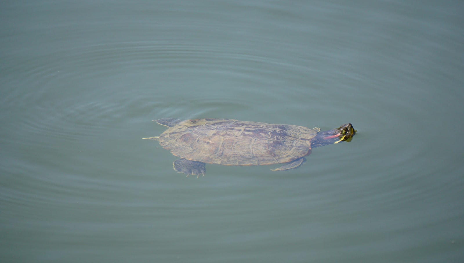 croatia photo 8d5e1f53-9624-5e95-aff9-3e7c61527492