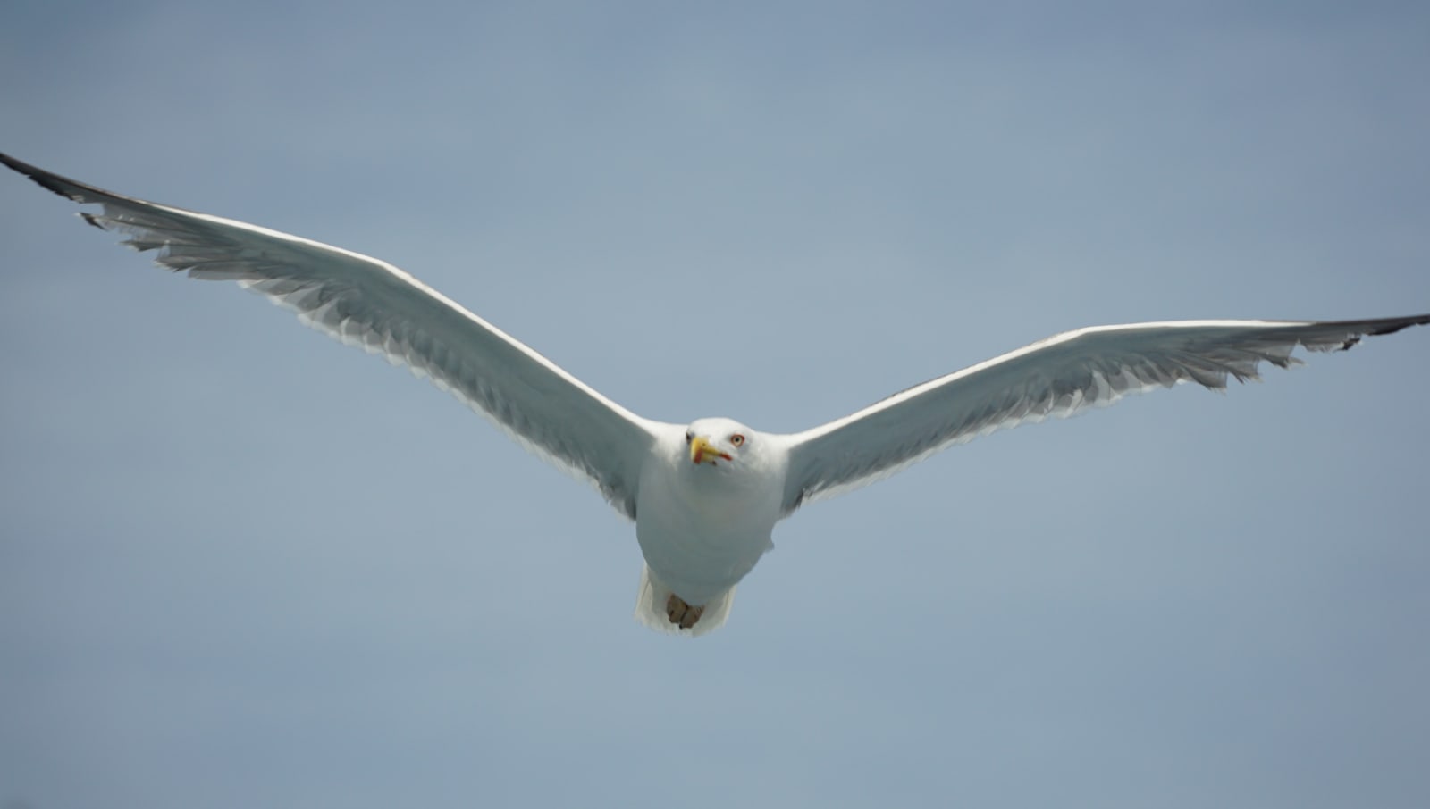 corsica photo e4b3e76a-231b-5b8f-8243-5b8a62574080