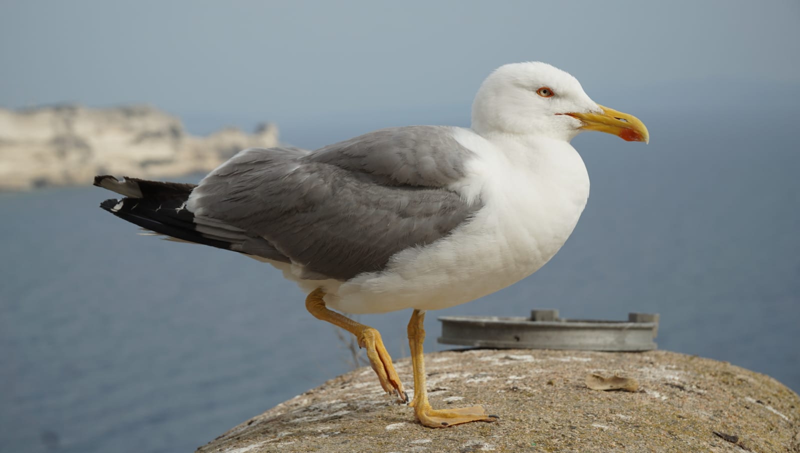 corsica photo 94d1a34c-ab6a-56d0-8f0b-501a6473e236