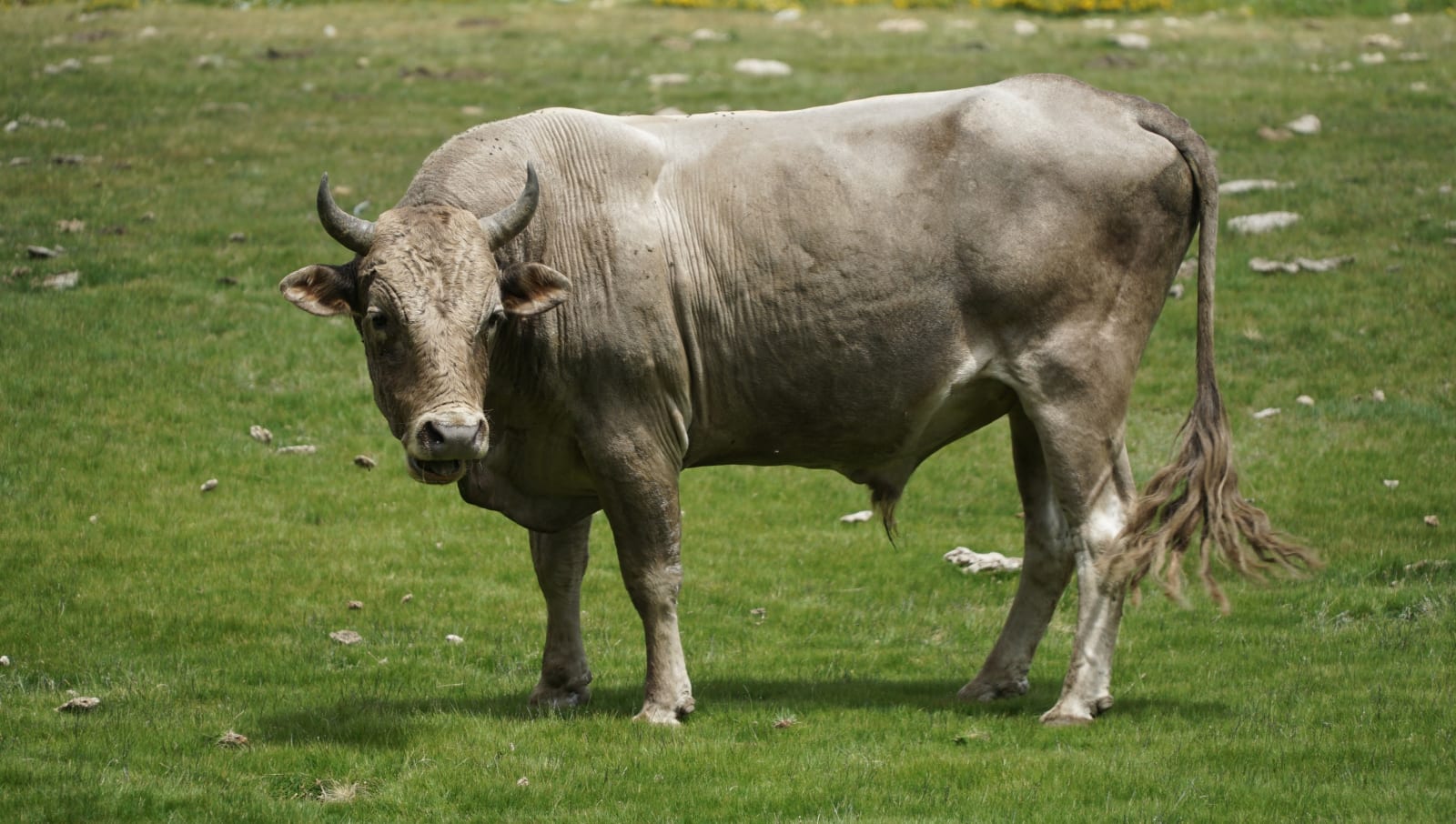 corsica photo fac87c52-8b53-595e-aae0-c3fe45e74521