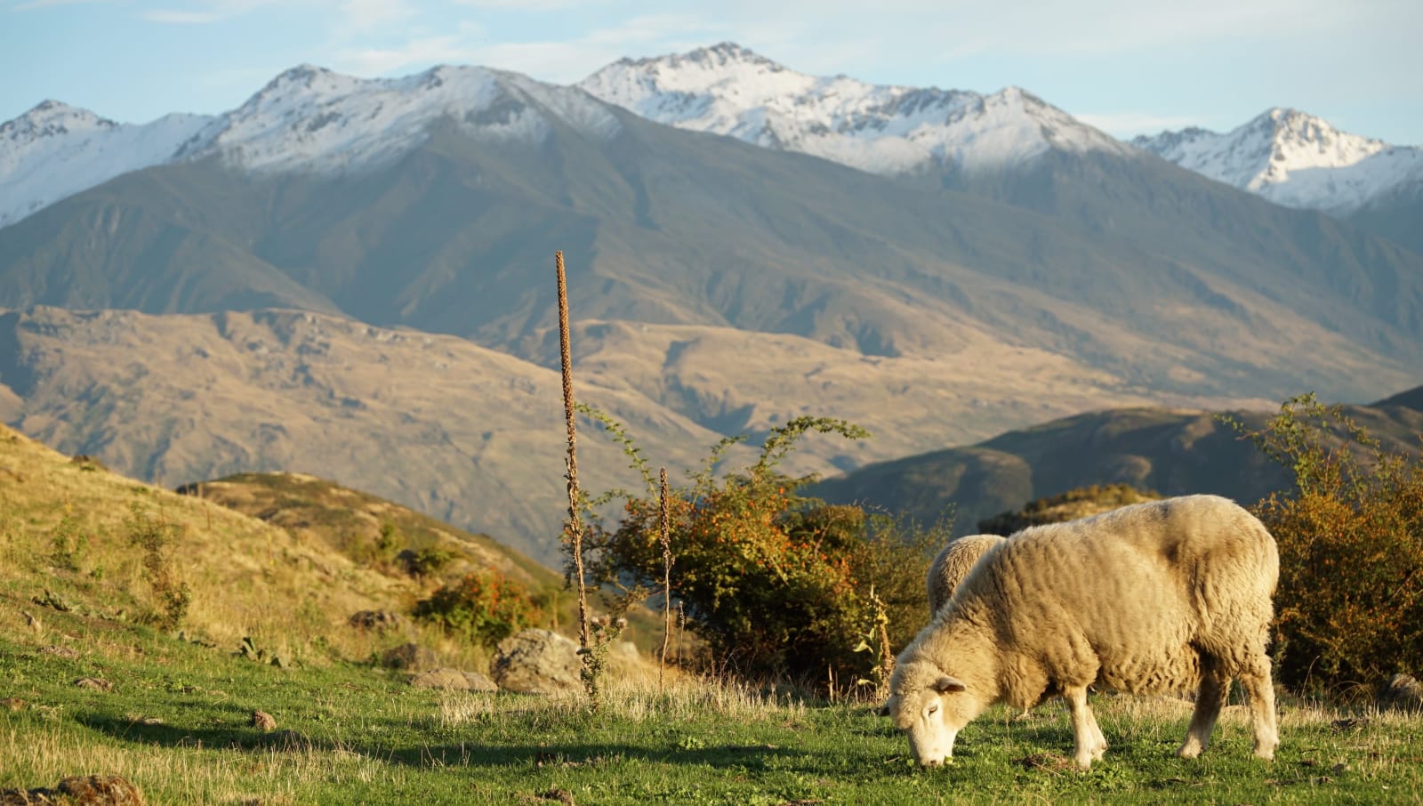 new-zealand photo 0f4d32da-2b6a-56cb-947c-196fcc4826c6