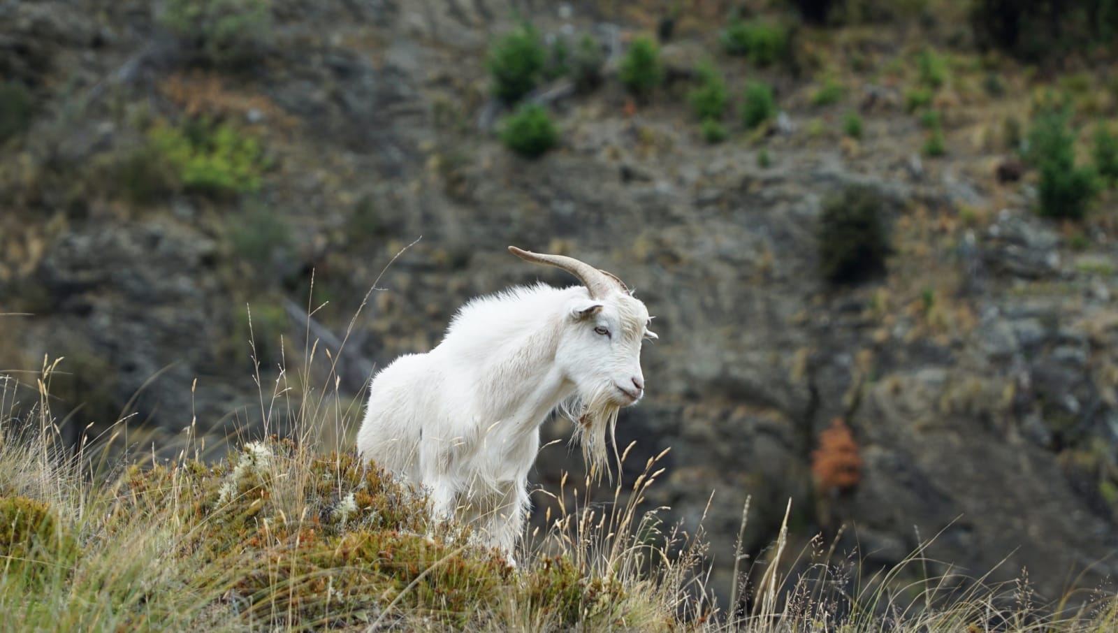 new-zealand photo 1ce4bd3a-a313-5a78-b901-671f8cf5b3e4