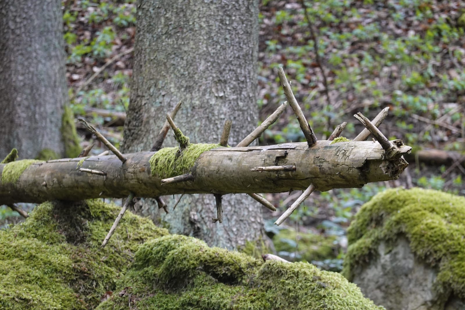 luxembourg photo 252059b3-7e6a-5cd6-af6f-8ec51b993a07