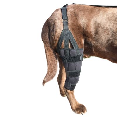 Patella knee brace for dogs sales