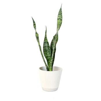 Live Snake Plant in Decorative White Pot