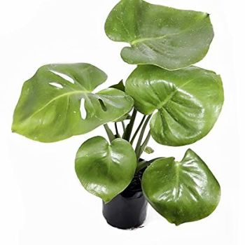 Split Leaf Philodendron 6" Pot