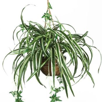 6607 Spider Hanging Basket Decorative Silk Plant