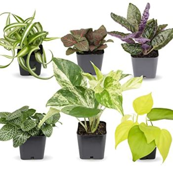 Easy to Grow Houseplants (Pack of 6)
