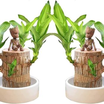 Mini Brazil Lucky Wood Magical Sprouting Lucky Bamboo Wood Brazilian Lucky Wood Plant Wood Stump Hydroponic Plant Lucky Bamboo Plants Indoor Live
