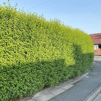 100 Wild Common Privet (Ligustrum Vulgare) European Privet Seeds Attract Pollinators & Good for Wildlife Striking Showy Perennial Evergreen Hedge Fence Shrub Tree