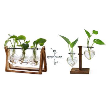 Plant Terrarium