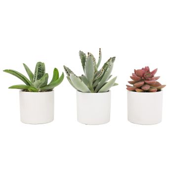 Live Succulents in White Planter Pots (3 PK)