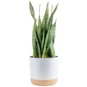 Snake Plant