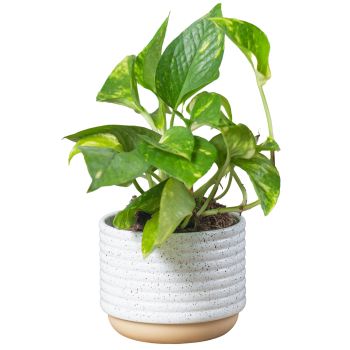 Live Pothos Plant
